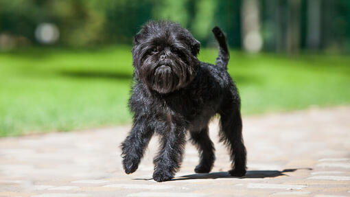 Affenpinscher hot sale miniature schnauzer